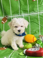 Poncho, a male Maltese for sale in Miami, FL – Photo 6 of 7