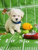 Poncho, a male Maltese for sale in Miami, FL – Photo 7 of 7