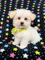 Bingo, a male Maltese for sale in Miami, FL – 4 of 7