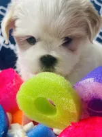 Brisky, a male Shih Tzu for sale in Miami, FL – Photo 8 of 10