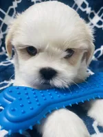 Brisky, a male Shih Tzu for sale in Miami, FL – Photo 3 of 10