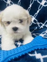 Brisky, a male Shih Tzu for sale in Miami, FL – Photo 1 of 10