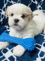 Brisky, a male Shih Tzu for sale in Miami, FL – Photo 9 of 10