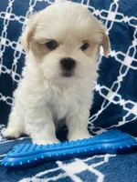 Brisky, a male Shih Tzu for sale in Miami, FL – Photo 5 of 10