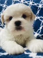 Brisky, a male Shih Tzu for sale in Miami, FL – Photo 7 of 10