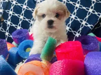 Brisky, a male Shih Tzu for sale in Miami, FL – Photo 10 of 10