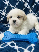 Brisky, a male Shih Tzu for sale in Miami, FL – Photo 6 of 10