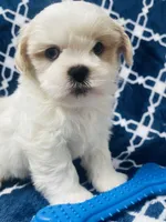 Brisky, a male Shih Tzu for sale in Miami, FL – Photo 2 of 10