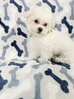 Murphy, a male Maltese for sale in Miami, FL – 4 of 7
