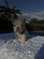 processed/32755a4b-872a-41f8-896d-257c6e2090c7/listing/8e45e97b-c9aa-4307-8eb3-97b19539c335/fdf88a5e-c807-4841-845f-1d0e50b326f8