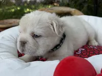 AKC Nugget, a male French Bulldog for sale in Miami, FL – Photo 4 of 7