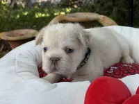 AKC Nugget, a male French Bulldog for sale in Miami, FL – Photo 2 of 7