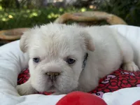 AKC Nugget, a male French Bulldog for sale in Miami, FL – Photo 3 of 7