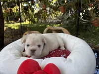 AKC Nugget, a male French Bulldog for sale in Miami, FL – Photo 7 of 7