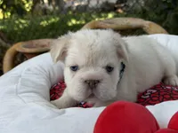 AKC Nugget, a male French Bulldog for sale in Miami, FL – Photo 5 of 7