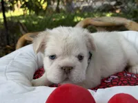 AKC Nugget, a male French Bulldog for sale in Miami, FL – Photo 6 of 7