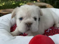 AKC Nugget, a male French Bulldog for sale in Miami, FL – Photo 1 of 7