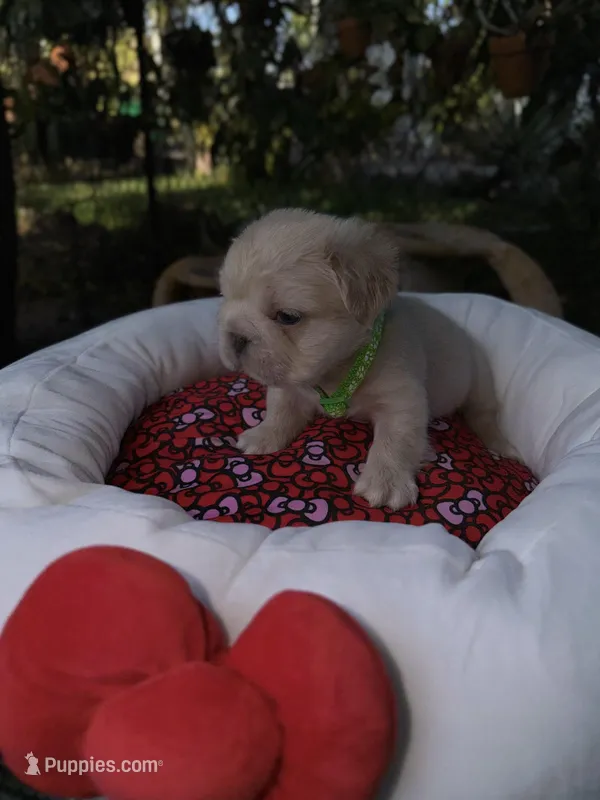 AKC pancake, a male French Bulldog for sale in Miami, FL – Photo 1 of 5