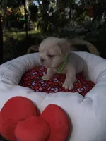 AKC pancake, a male French Bulldog for sale in Miami, FL – Photo 1 of 5