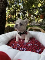 AKC pancake, a male French Bulldog for sale in Miami, FL – Photo 3 of 5