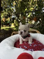 AKC pancake, a male French Bulldog for sale in Miami, FL – Photo 5 of 5