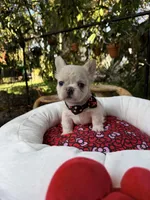 AKC pancake, a male French Bulldog for sale in Miami, FL – Photo 2 of 5