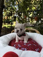 AKC pancake, a male French Bulldog for sale in Miami, FL – Photo 4 of 5