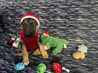 Kara, a female German Shepherd Dog for sale in South Bend, IN – 6 of 7