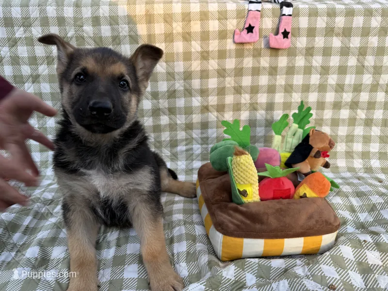 Bruce – German Shepherd Dog puppy for sale in South Bend, IN