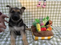 Bruce, a male German Shepherd Dog for sale in South Bend, IN – 1 of 10