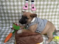 Natasha, a female German Shepherd Dog for sale in South Bend, IN – 5 of 10