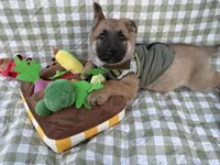 Stark, a male German Shepherd Dog for sale in South Bend, IN – 7 of 8
