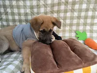 Wanda, a female German Shepherd Dog for sale in South Bend, IN – 4 of 10