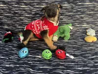 Kara, a female German Shepherd Dog for sale in South Bend, IN – 3 of 7