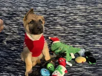 Stark, a male German Shepherd Dog for sale in South Bend, IN – 6 of 8