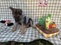 Bruce, a male German Shepherd Dog for sale in South Bend, IN – 2 of 10