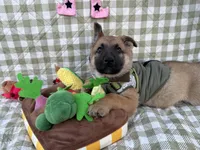 Stark, a male German Shepherd Dog for sale in South Bend, IN – 8 of 8