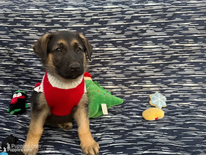 Thor – German Shepherd Dog puppy for sale in South Bend, IN