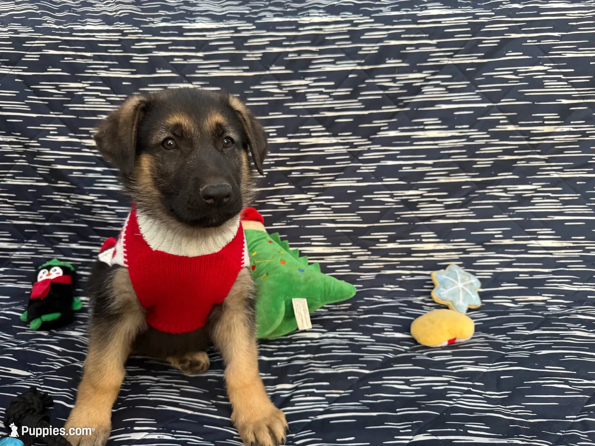 Thor, a male German Shepherd Dog for sale in South Bend, IN – 1 of 10