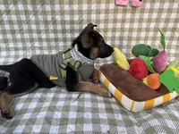 Kara, a female German Shepherd Dog for sale in South Bend, IN – 2 of 7