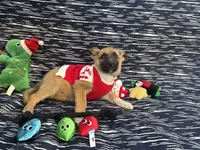 Natasha, a female German Shepherd Dog for sale in South Bend, IN – 8 of 10
