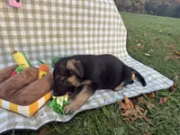 Thor, a male German Shepherd Dog for sale in South Bend, IN – 2 of 10