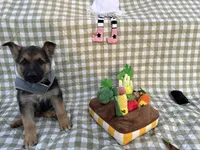 Bruce, a male German Shepherd Dog for sale in South Bend, IN – 4 of 10