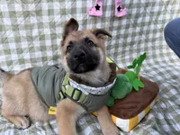 Stark, a male German Shepherd Dog for sale in South Bend, IN – 3 of 8