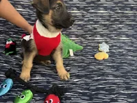 Thor, a male German Shepherd Dog for sale in South Bend, IN – 8 of 10