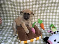 Wanda, a female German Shepherd Dog for sale in South Bend, IN – 5 of 10