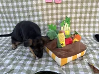 Kara, a female German Shepherd Dog for sale in South Bend, IN – 4 of 7