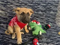 Wanda, a female German Shepherd Dog for sale in South Bend, IN – 9 of 10