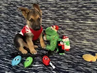 Bruce, a male German Shepherd Dog for sale in South Bend, IN – 7 of 10