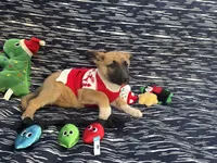 Natasha, a female German Shepherd Dog for sale in South Bend, IN – 10 of 10